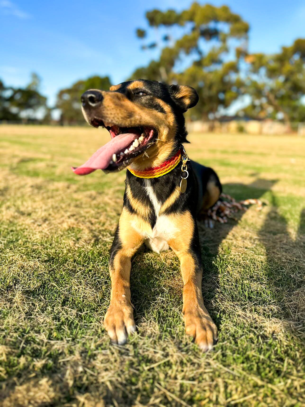 Dog Collar - "Kim's River Bar" Kim & Milly's Cords 4 Paws Paracord Handmade Dog Accessories Customizable Made in Germany Shipping worldwide