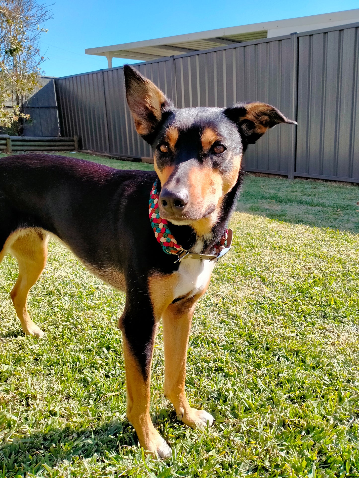 Dog Collar - Milly's Rainbow cords4paws Paracord Handmade Dog Accessories Customizable Made in Germany Shipping worldwide