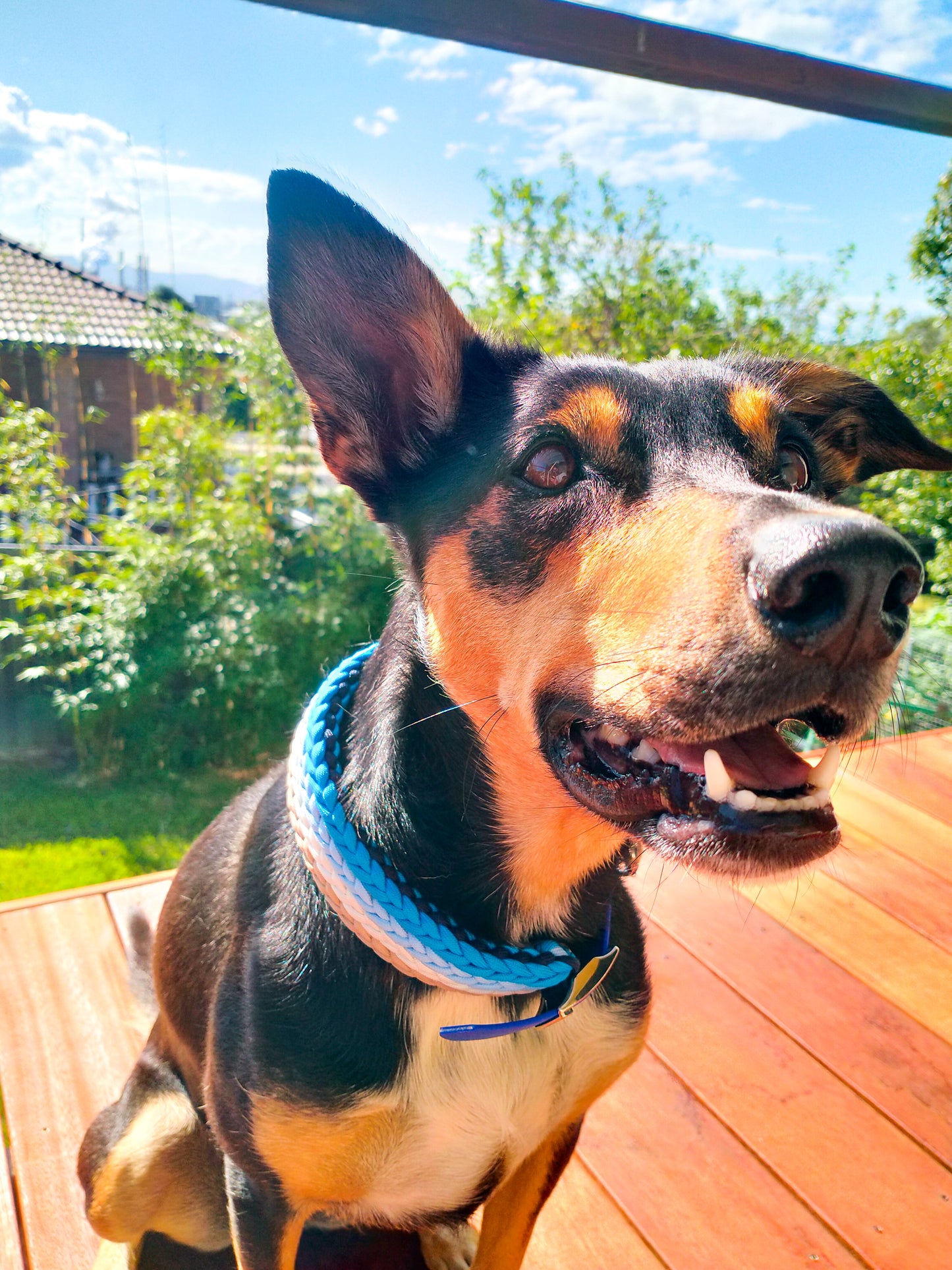 Dog Collar - "Kim's River Bar" Kim & Milly's Cords 4 Paws Paracord Handmade Dog Accessories Customizable Made in Germany Shipping worldwide