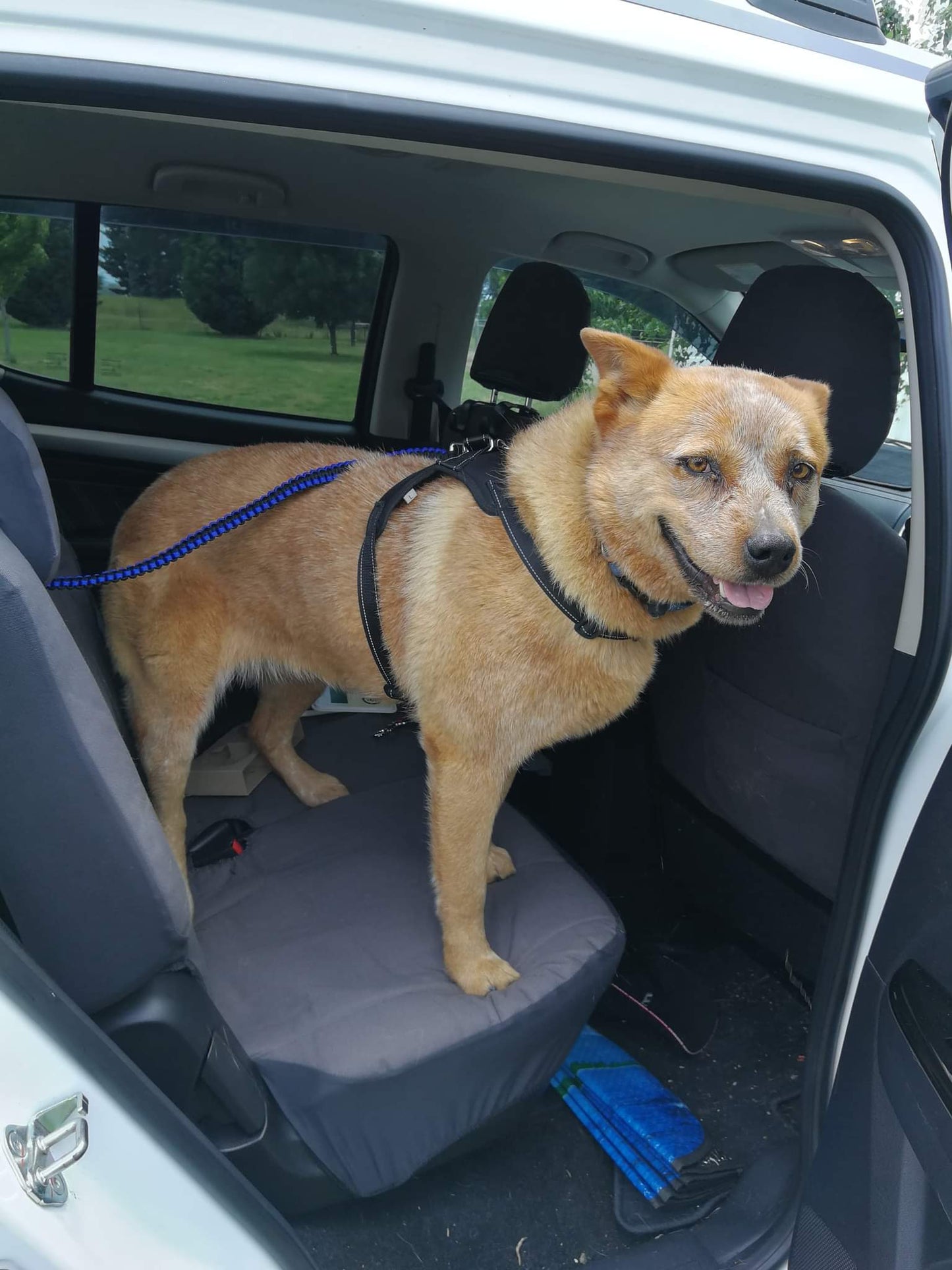 Headrest Car Restraint - "Cobra" cords4paws Paracord Handmade Dog Accessories Customizable Made in Germany Shipping worldwide