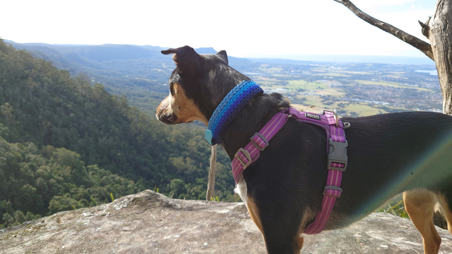 Dog Collar - "Kim's River Bar" Kim & Milly's Cords 4 Paws Paracord Handmade Dog Accessories Customizable Made in Germany Shipping worldwide