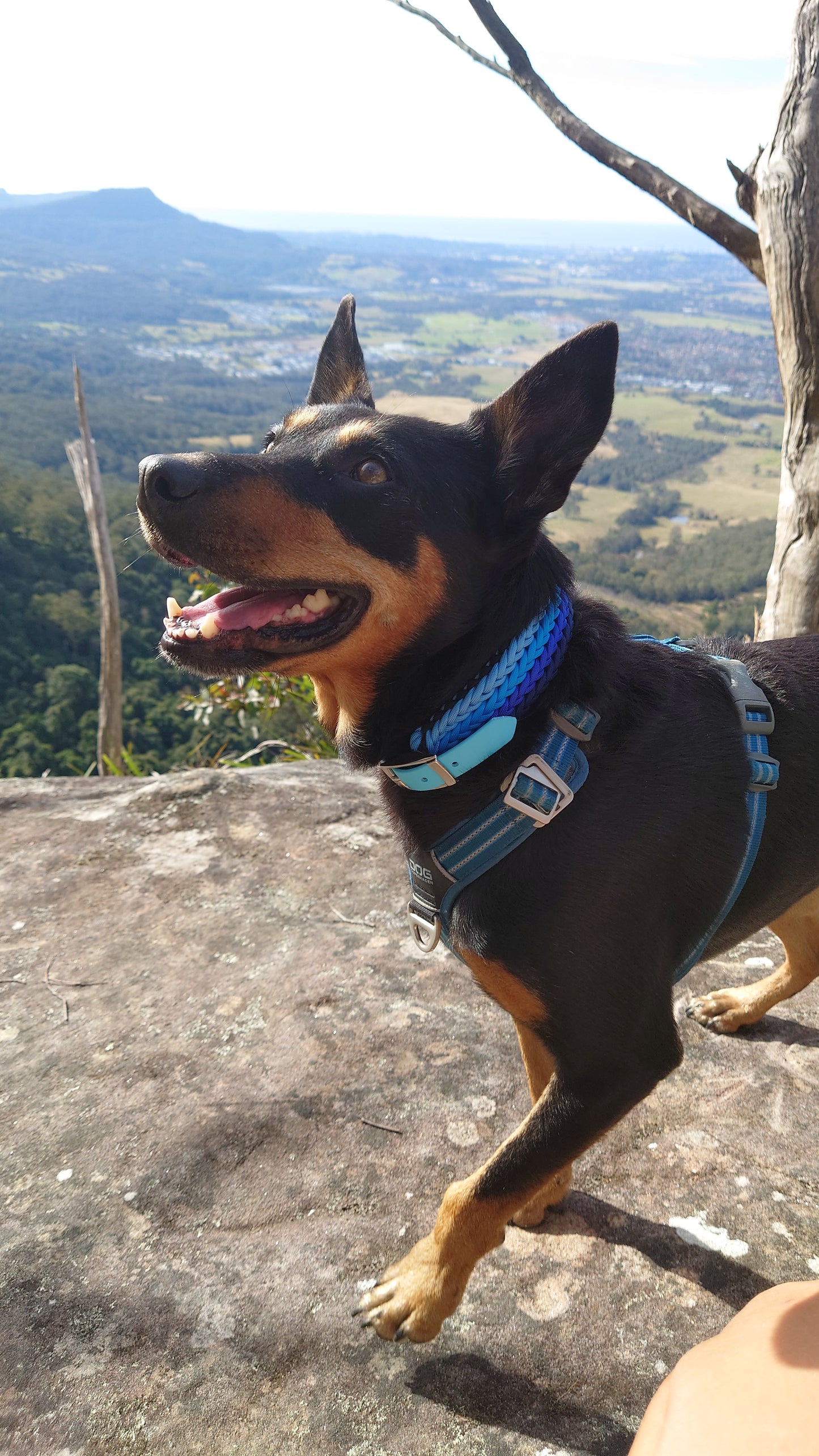 Dog Collar - "Kim's River Bar" Kim & Milly's Cords 4 Paws Paracord Handmade Dog Accessories Customizable Made in Germany Shipping worldwide