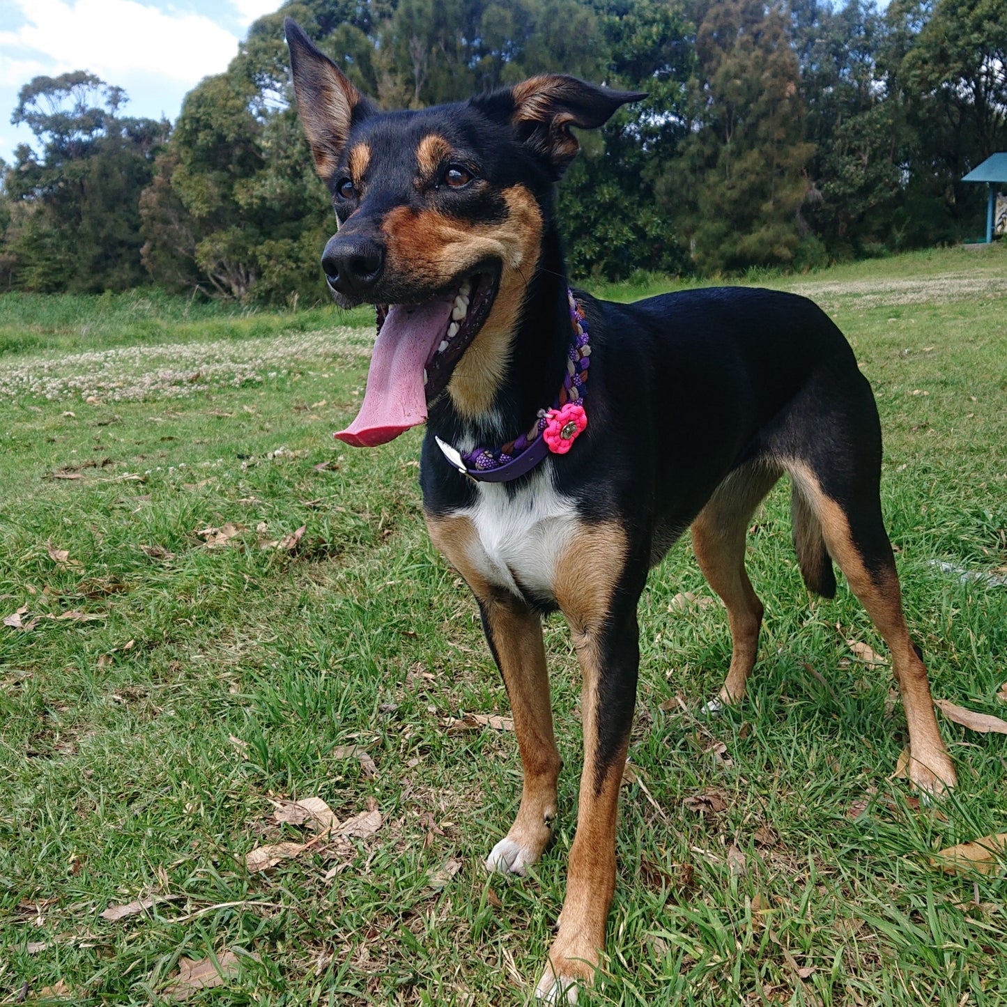 Collar Flower Charm Kim & Milly's Cords 4 Paws Paracord Handmade Dog Accessories Customizable Made in Germany Shipping worldwide