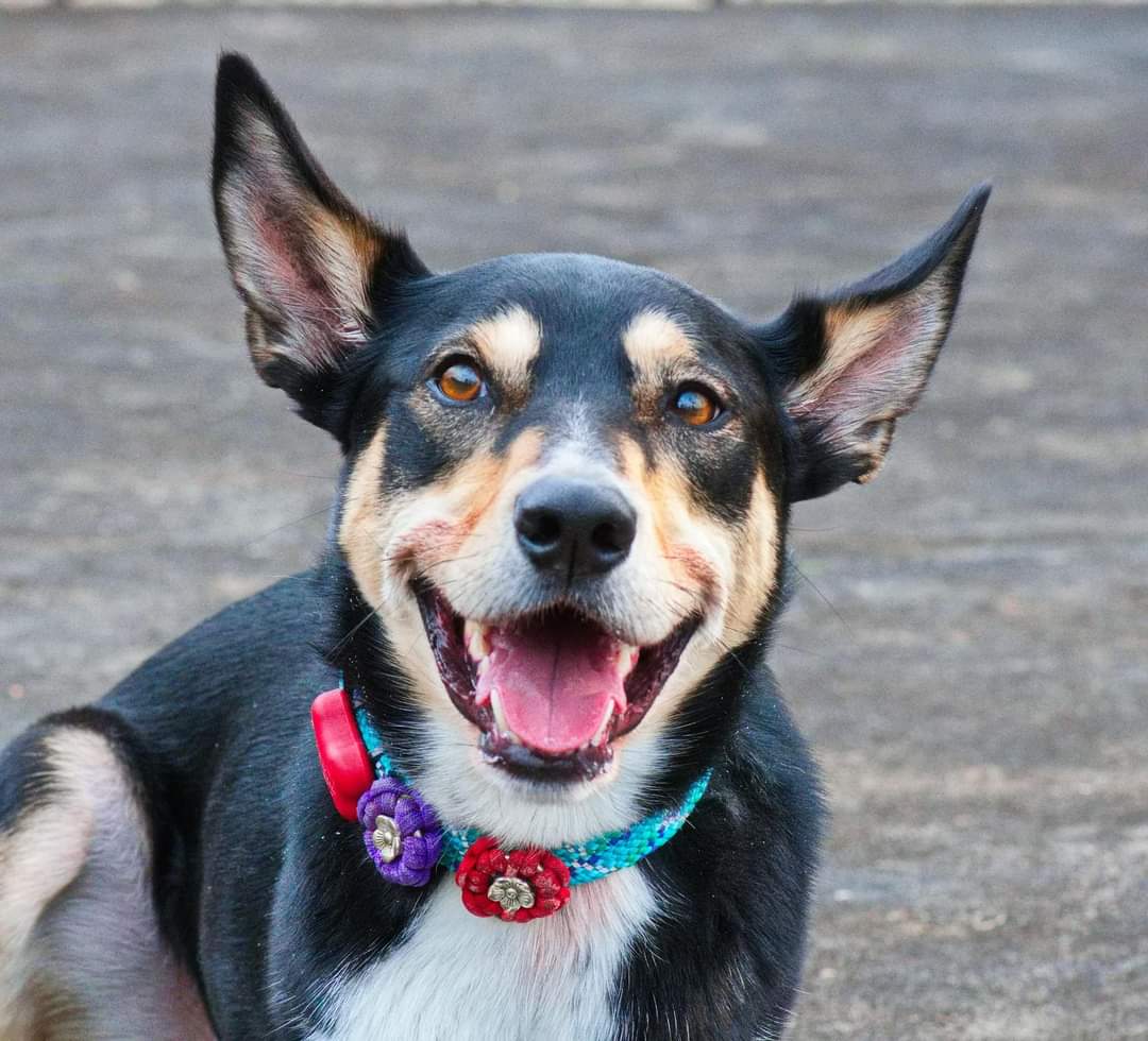 Collar Flower Charm Kim & Milly's Cords 4 Paws Paracord Handmade Dog Accessories Customizable Made in Germany Shipping worldwide