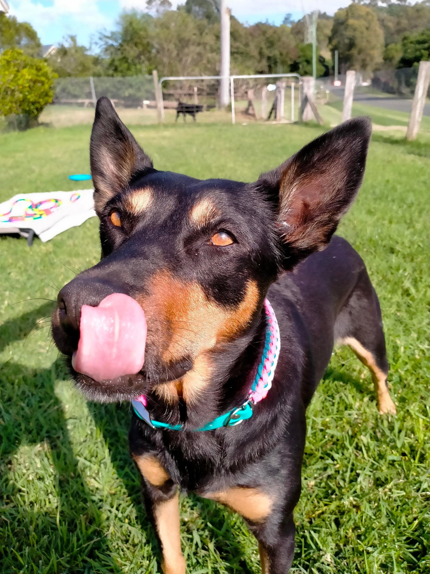 Dog Collar - "Endless Falls" cords4paws Paracord Handmade Dog Accessories Customizable Made in Germany Shipping worldwide