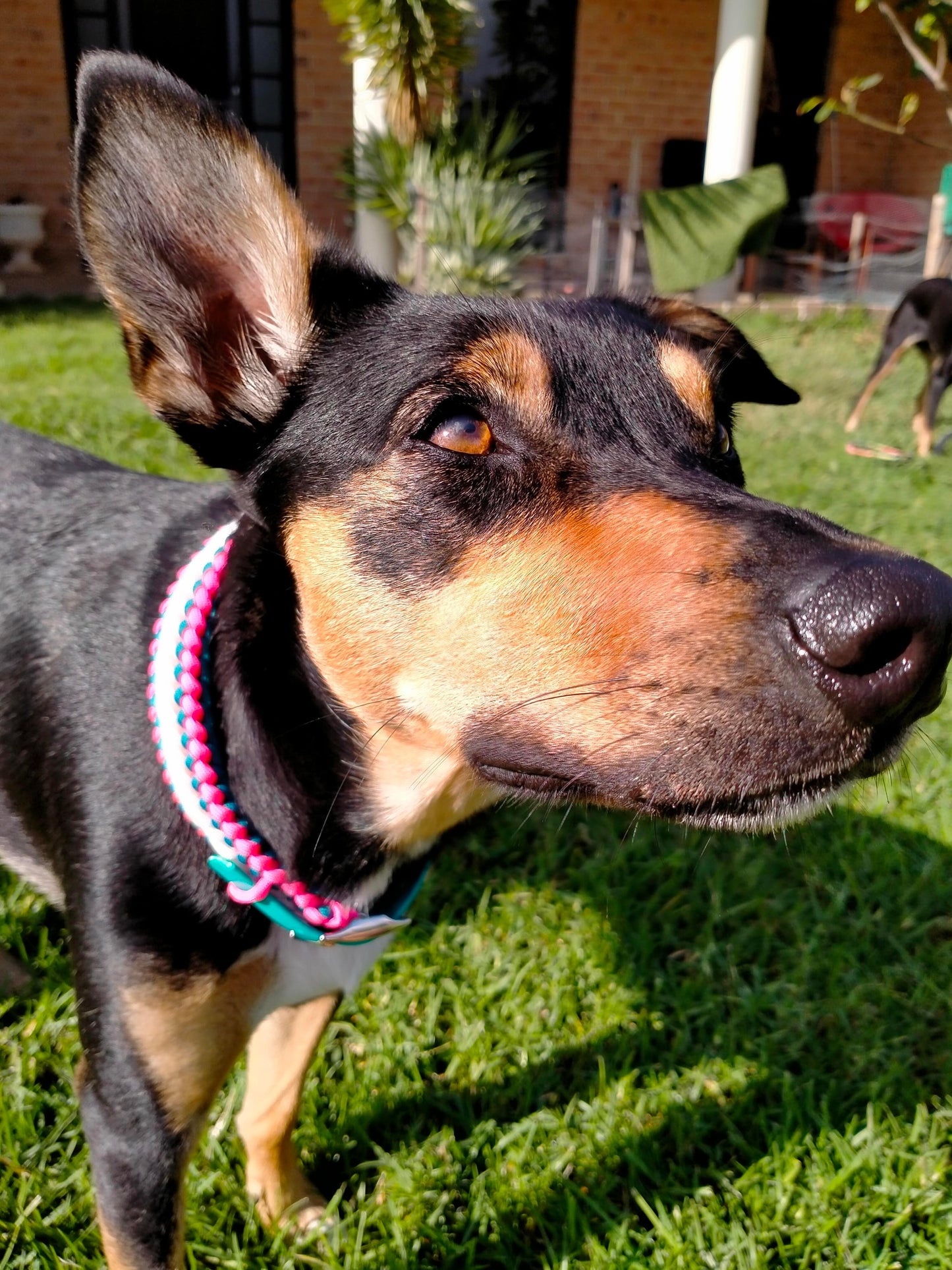 Dog Collar - "Endless Falls" cords4paws Paracord Handmade Dog Accessories Customizable Made in Germany Shipping worldwide