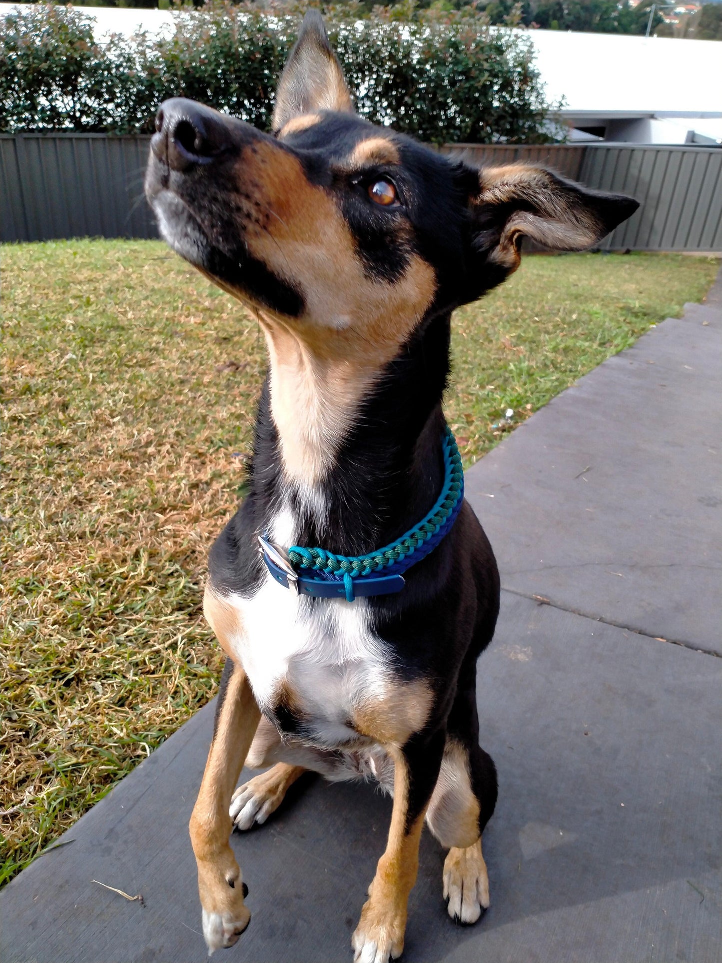 Dog Collar - "Endless Falls" cords4paws Paracord Handmade Dog Accessories Customizable Made in Germany Shipping worldwide