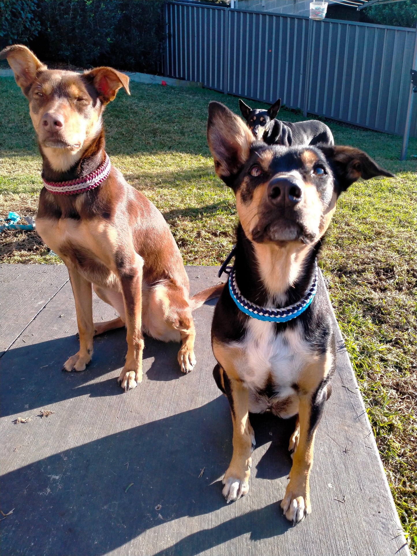 Dog Collar - "Endless Falls" cords4paws Paracord Handmade Dog Accessories Customizable Made in Germany Shipping worldwide