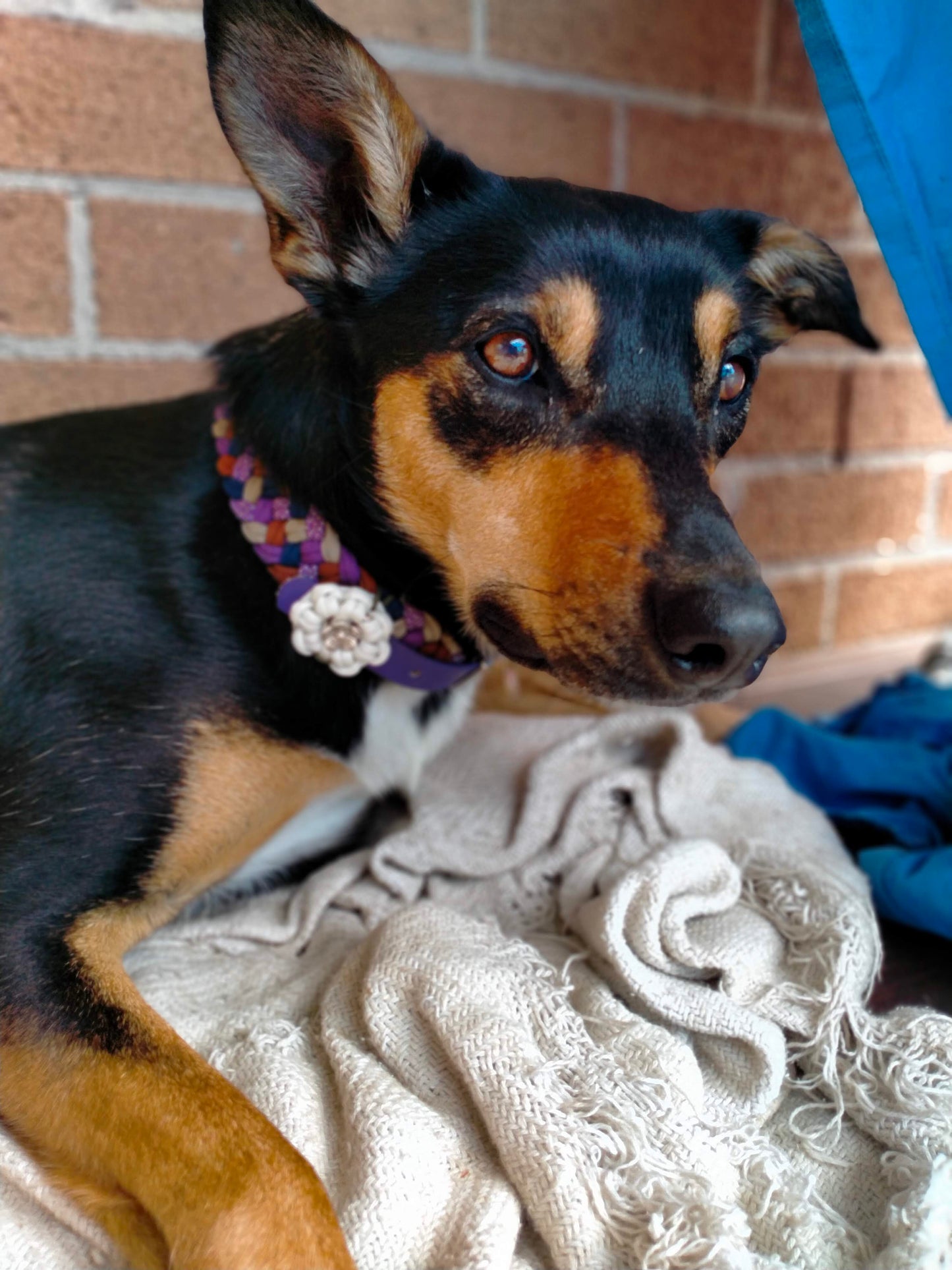 Collar Flower Charm Kim & Milly's Cords 4 Paws Paracord Handmade Dog Accessories Customizable Made in Germany Shipping worldwide