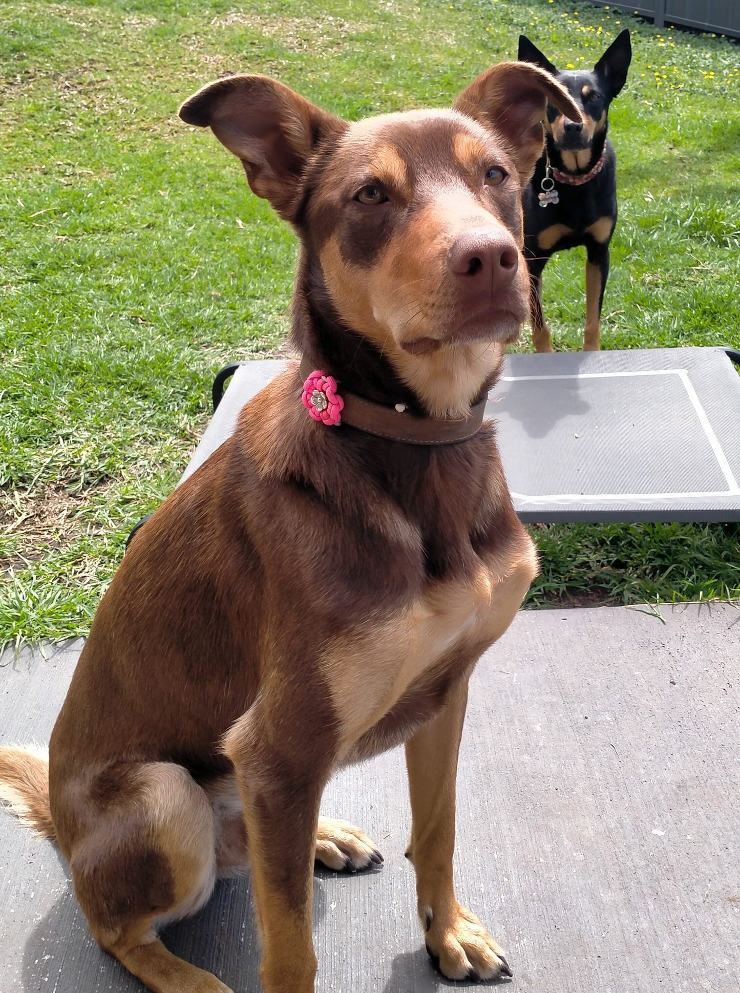 Collar Flower Charm Kim & Milly's Cords 4 Paws Paracord Handmade Dog Accessories Customizable Made in Germany Shipping worldwide