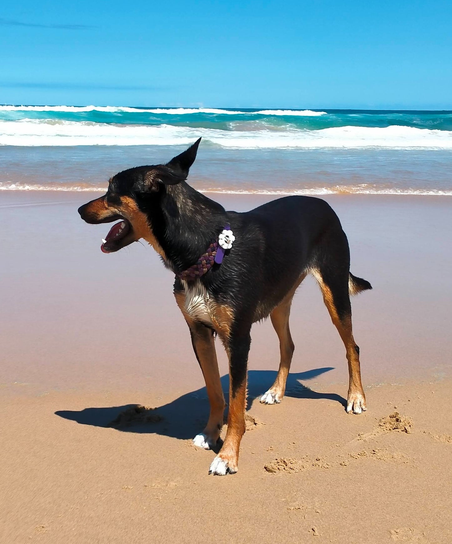 Collar Flower Charm Kim & Milly's Cords 4 Paws Paracord Handmade Dog Accessories Customizable Made in Germany Shipping worldwide