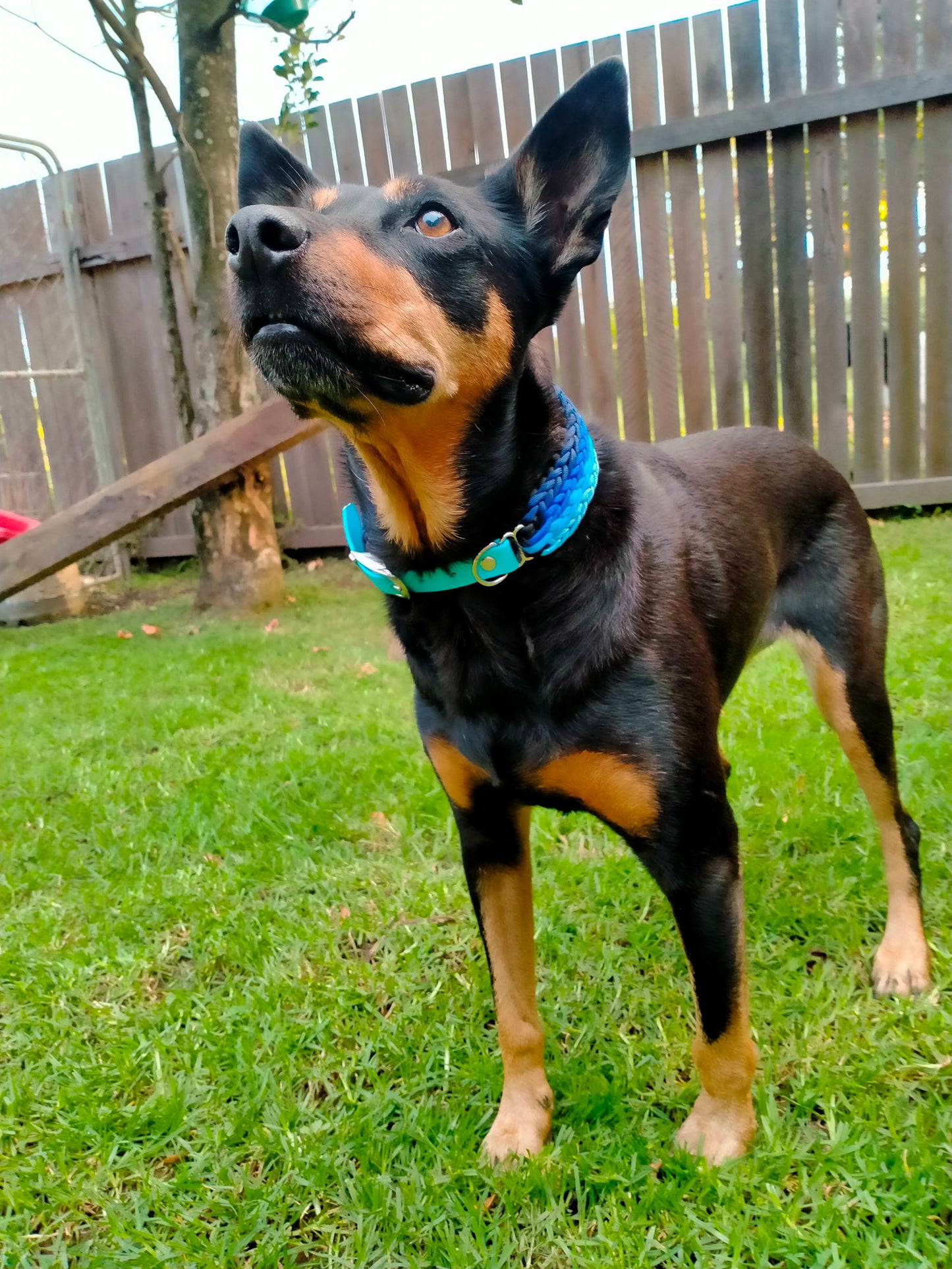 Dog Collar - "Kim's River Bar" Kim & Milly's Cords 4 Paws Paracord Handmade Dog Accessories Customizable Made in Germany Shipping worldwide