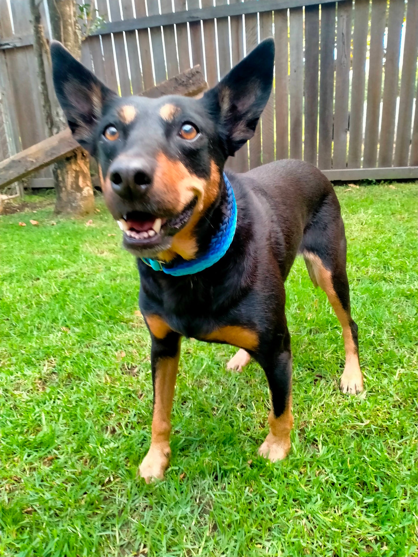 Dog Collar - "Kim's River Bar" Kim & Milly's Cords 4 Paws Paracord Handmade Dog Accessories Customizable Made in Germany Shipping worldwide