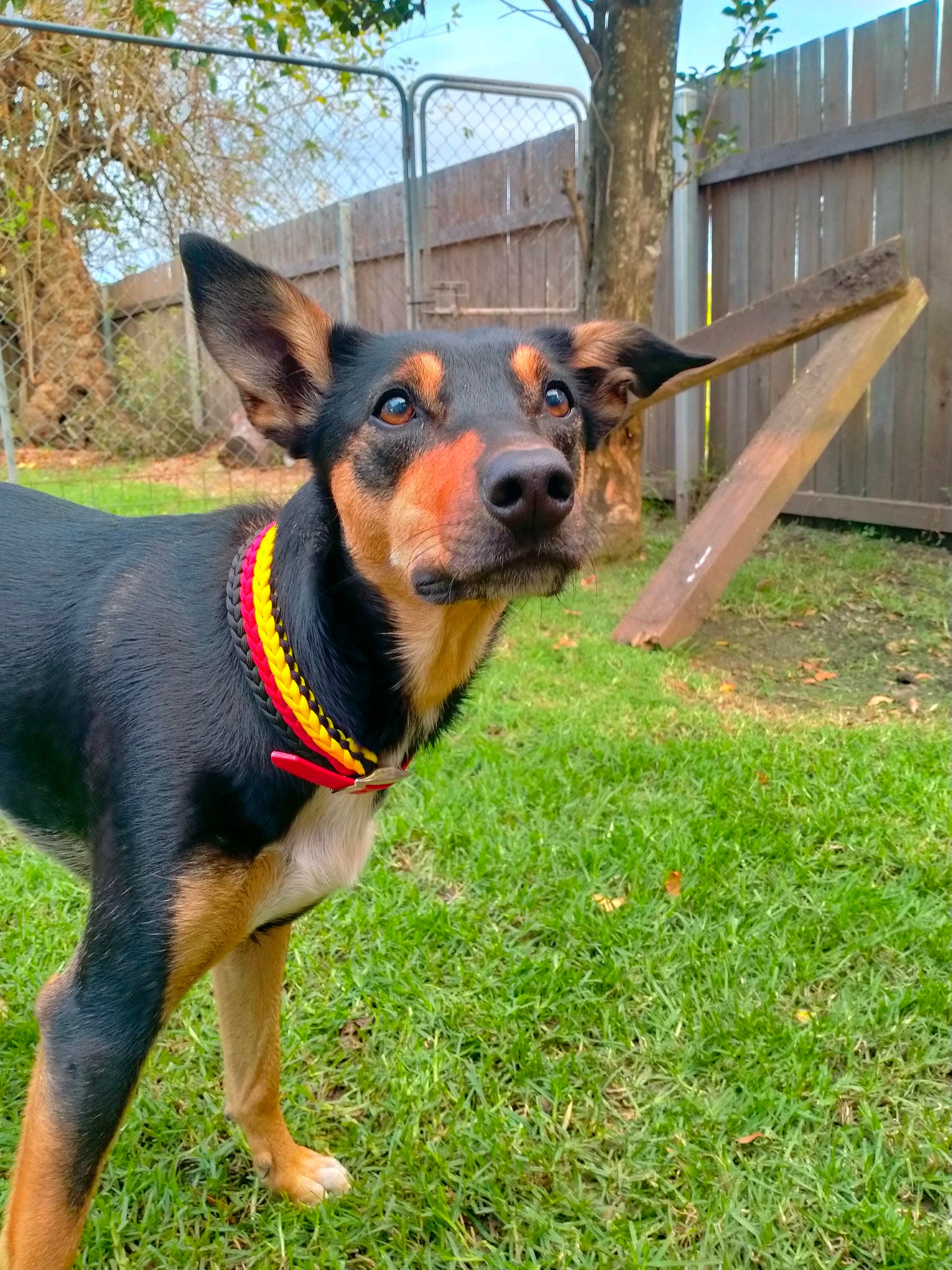 Dog Collar - "Kim's River Bar" Kim & Milly's Cords 4 Paws Paracord Handmade Dog Accessories Customizable Made in Germany Shipping worldwide