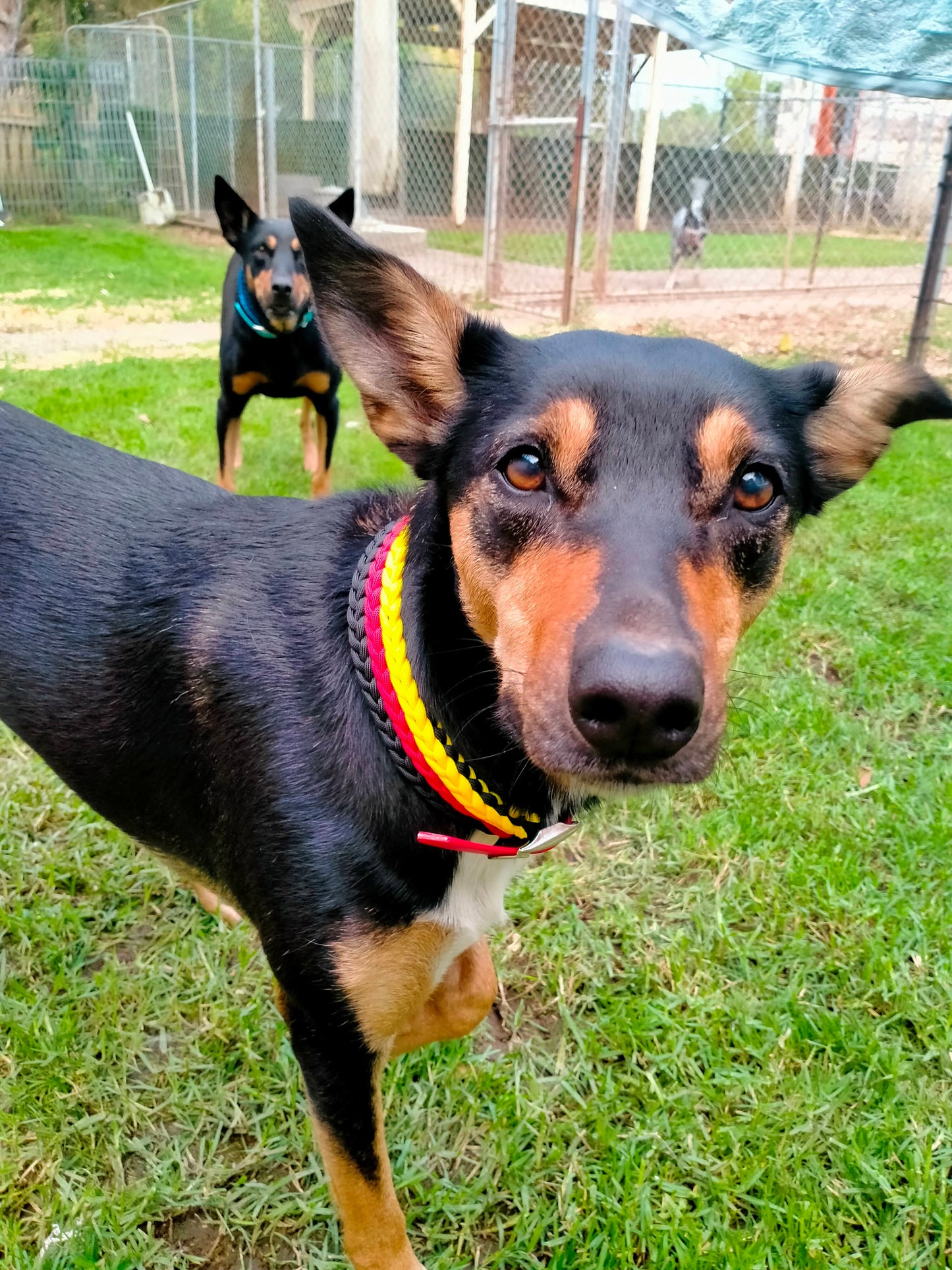 Dog Collar - "Kim's River Bar" Kim & Milly's Cords 4 Paws Paracord Handmade Dog Accessories Customizable Made in Germany Shipping worldwide