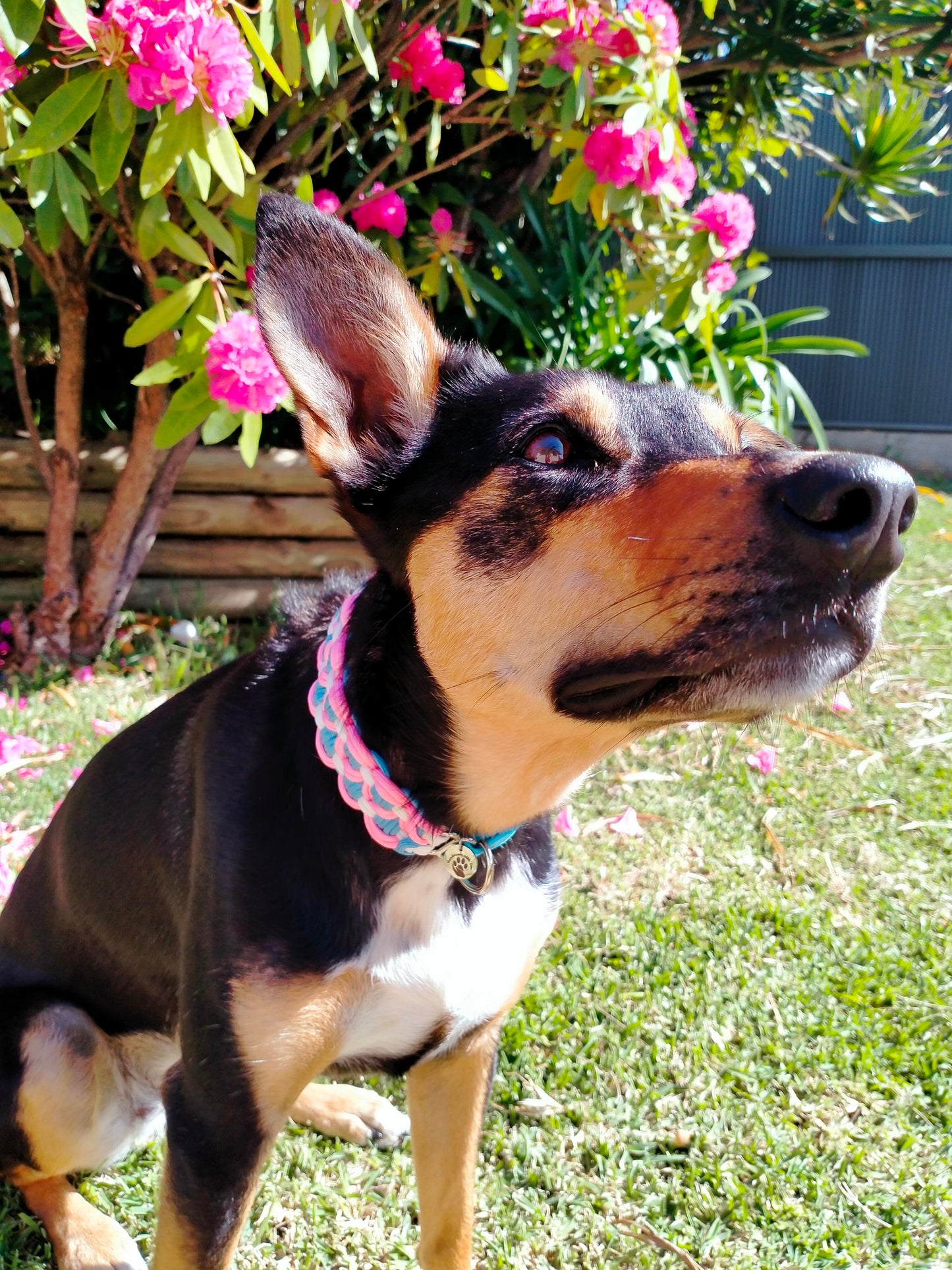 Dog Collar - Sadie's Posie Kim & Milly's Cords 4 Paws Paracord Handmade Dog Accessories Customizable Made in Germany Shipping worldwide