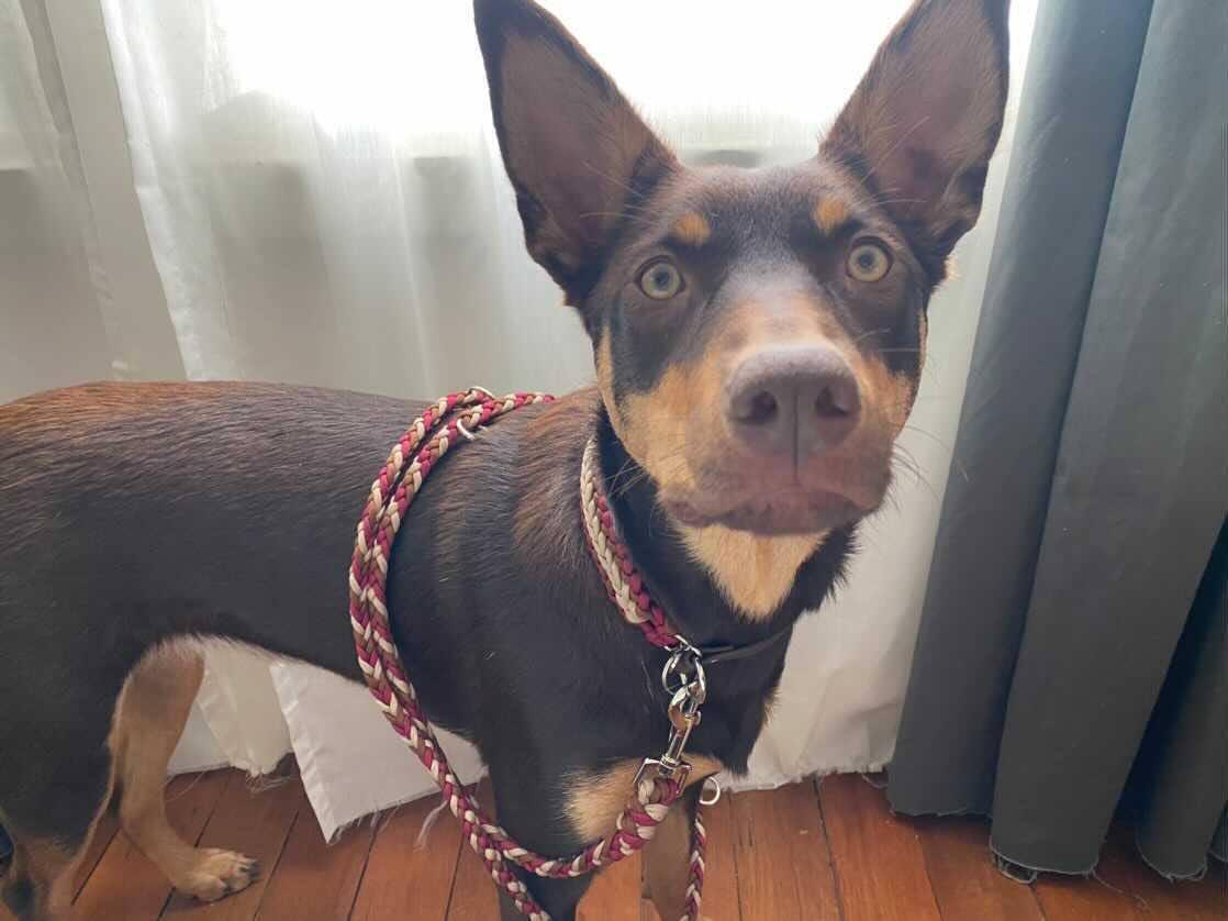 Dog Collar - "Endless Falls" cords4paws Paracord Handmade Dog Accessories Customizable Made in Germany Shipping worldwide