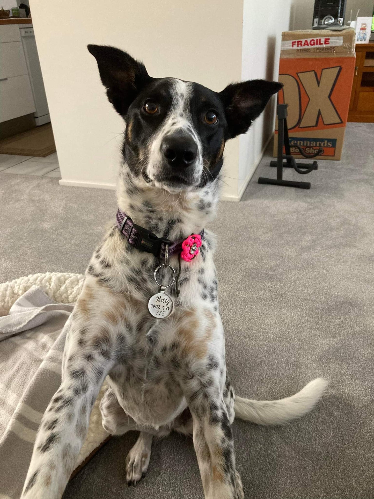 Collar Flower Charm Kim & Milly's Cords 4 Paws Paracord Handmade Dog Accessories Customizable Made in Germany Shipping worldwide