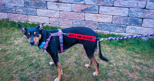 LettingYouKnow® - Leash Label