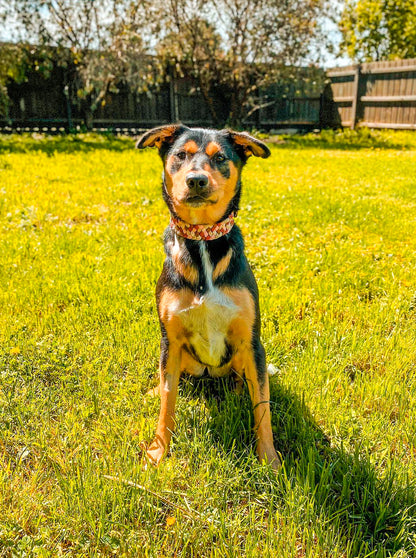 Dog Collar - Milly's Rainbow