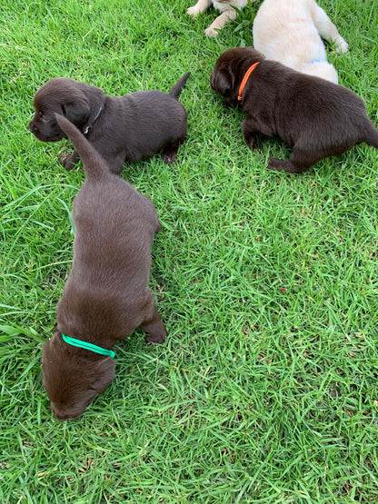 Sets of Whelping Collars