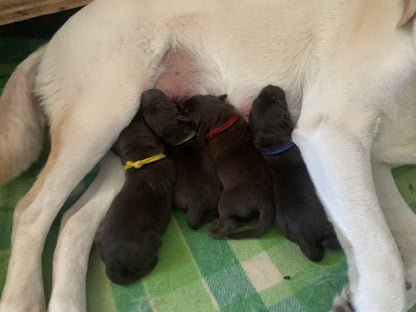 Sets of Whelping Collars