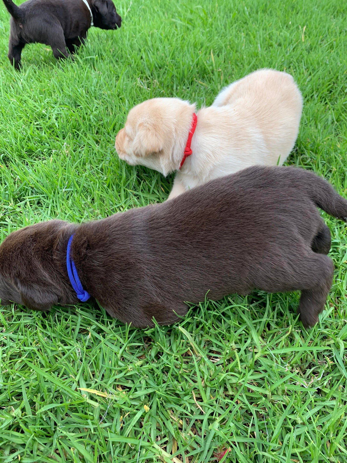 Sets of Whelping Collars