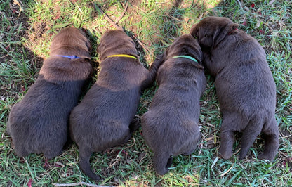 Whelping Collars / Puppy ID Collars