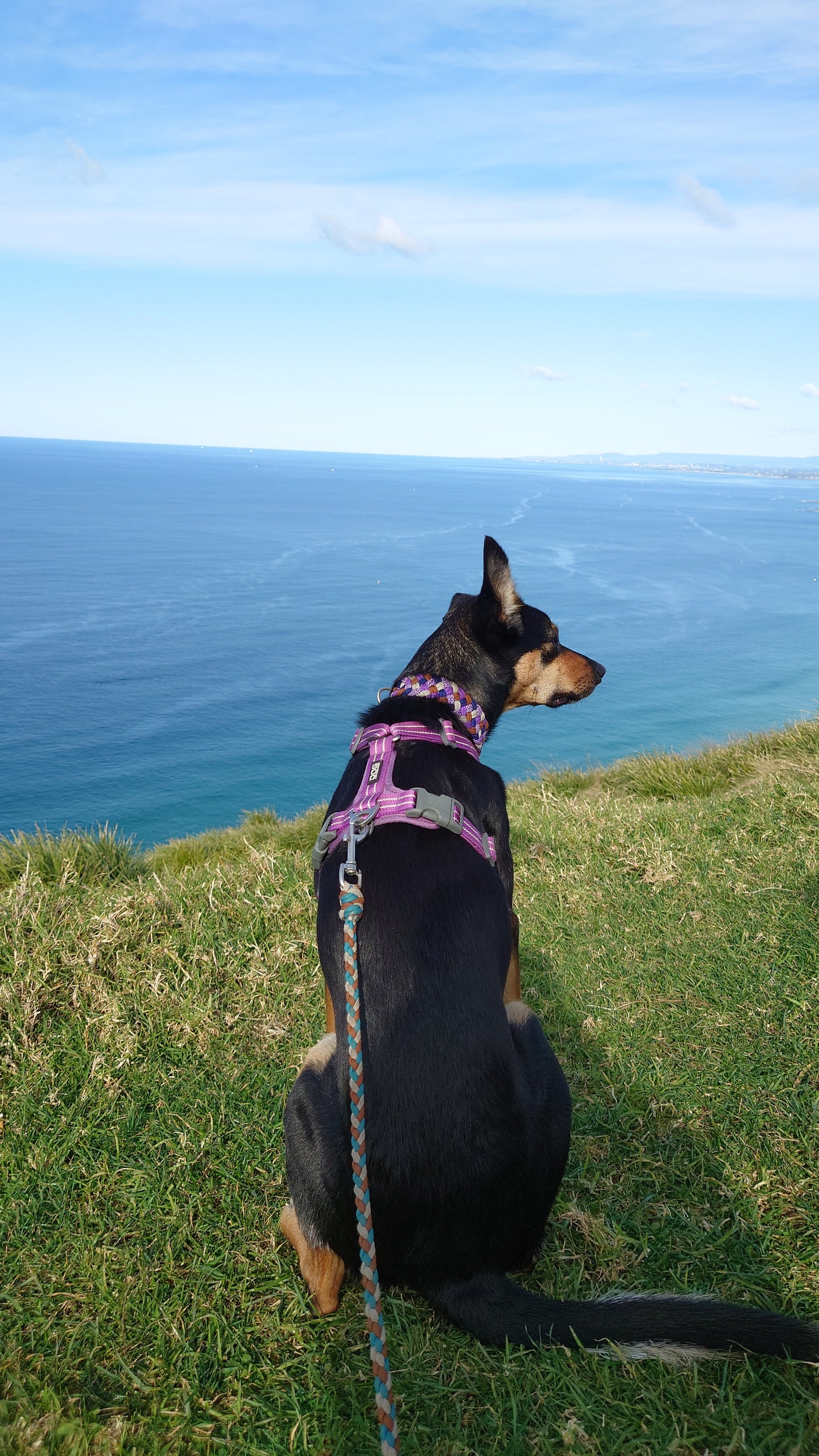 Dog Collar - Milly's Rainbow