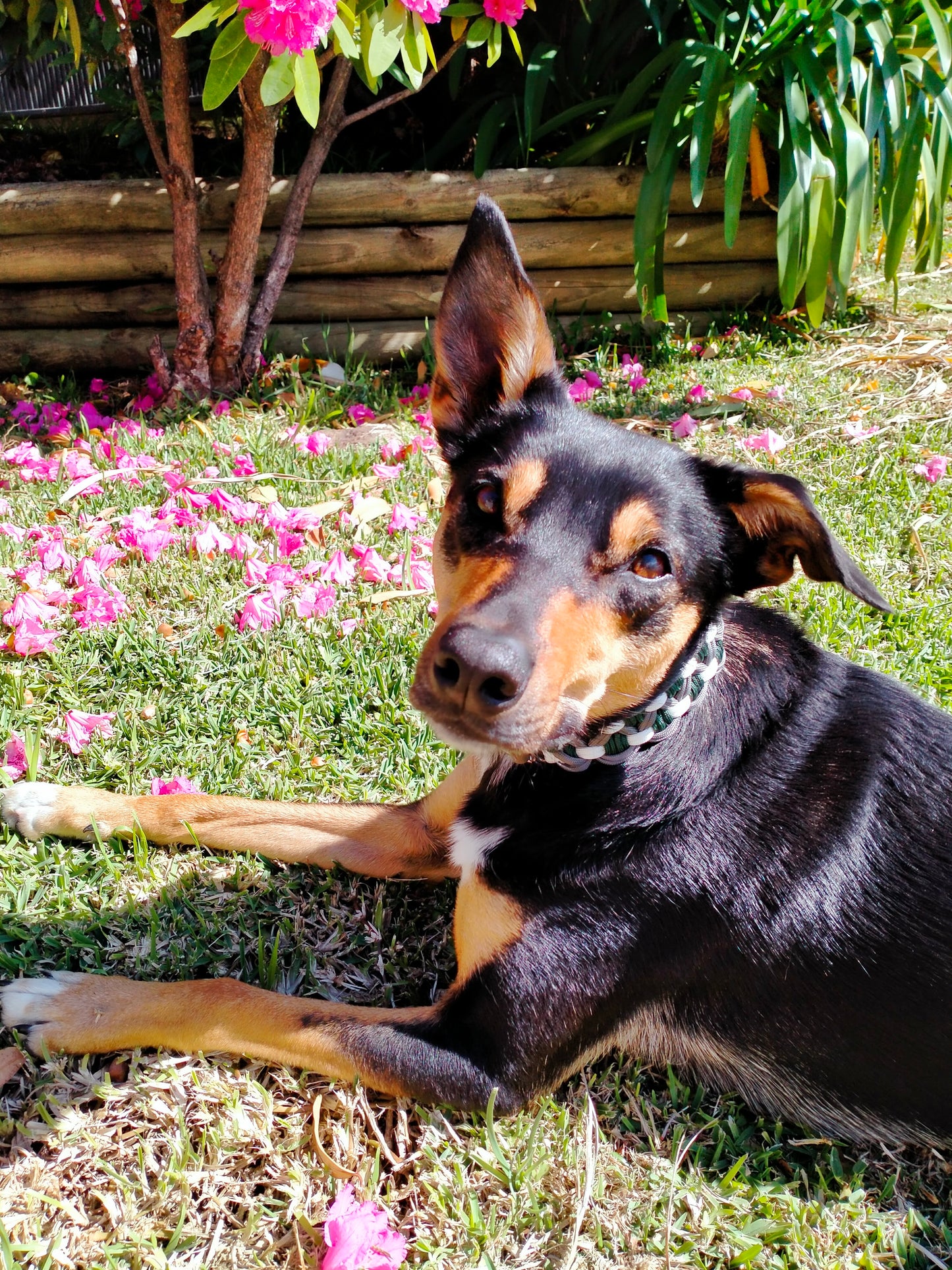 Dog Collar - Sadie's Posie