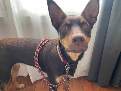 Dog Collar - "Endless Falls" cords4paws Paracord Handmade Dog Accessories Customizable Made in Germany Shipping worldwide