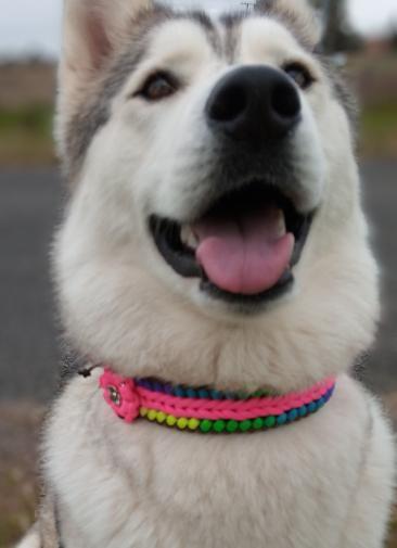 Collar Flower Charm Kim & Milly's Cords 4 Paws Paracord Handmade Dog Accessories Customizable Made in Germany Shipping worldwide