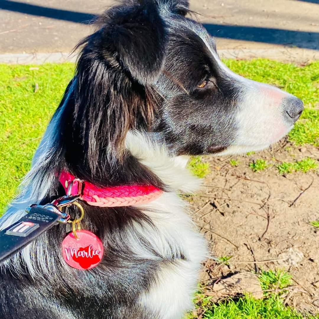 Dog Collar - "Kim's River Bar" Kim & Milly's Cords 4 Paws Paracord Handmade Dog Accessories Customizable Made in Germany Shipping worldwide