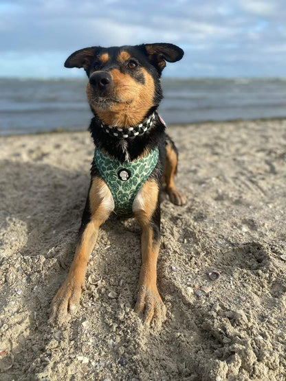 Dog Collar - Sadie's Posie Kim & Milly's Cords 4 Paws Paracord Handmade Dog Accessories Customizable Made in Germany Shipping worldwide