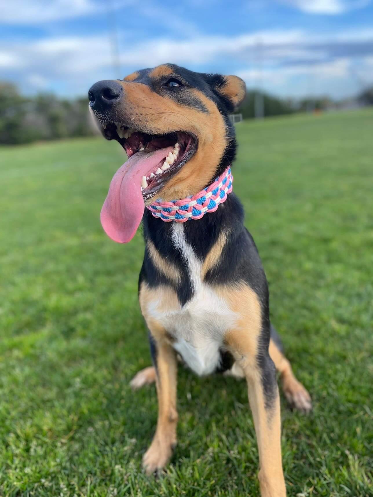 Dog Collar - Sadie's Posie Kim & Milly's Cords 4 Paws Paracord Handmade Dog Accessories Customizable Made in Germany Shipping worldwide