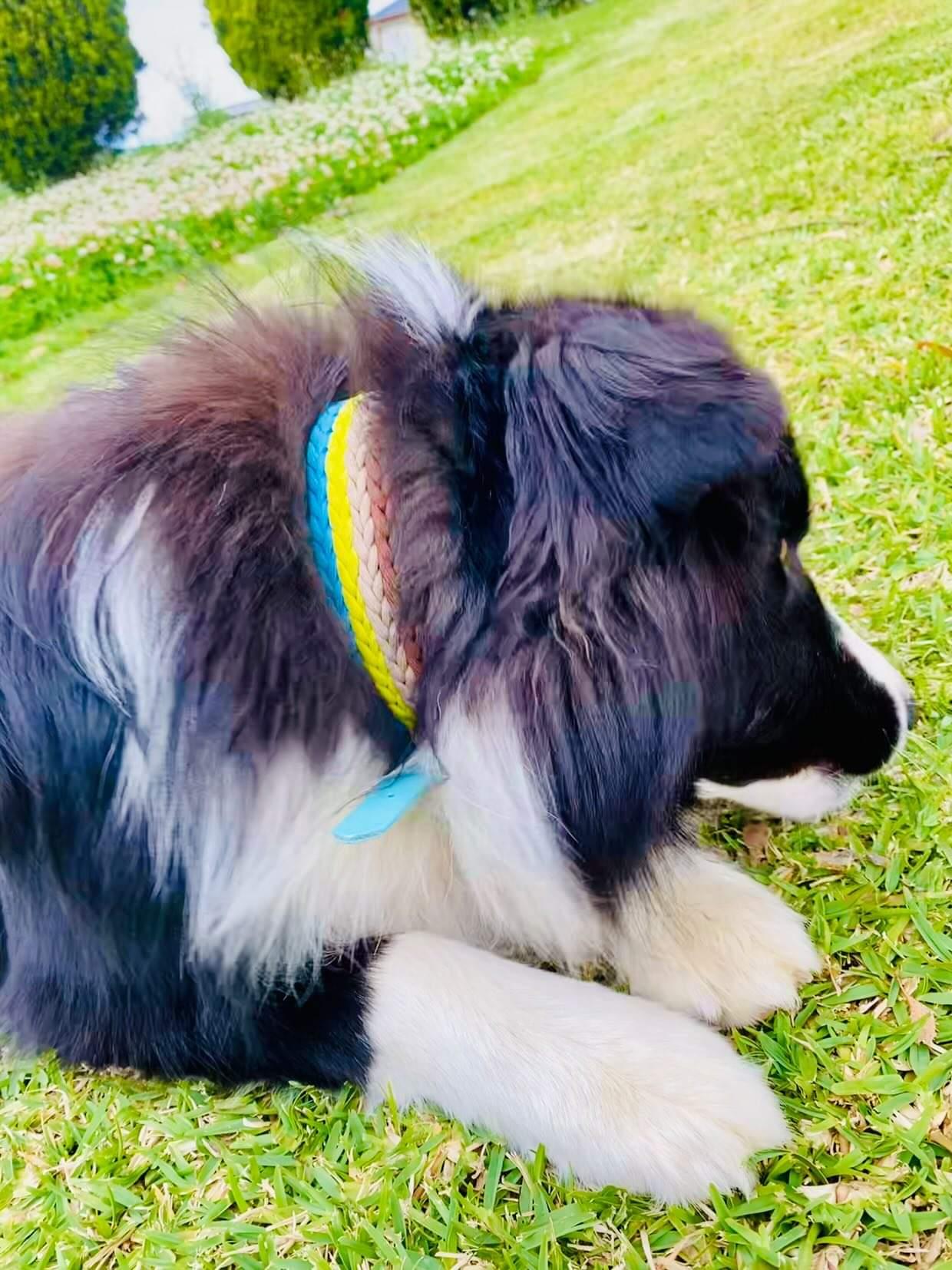 Dog Collar - "Kim's River Bar" Kim & Milly's Cords 4 Paws Paracord Handmade Dog Accessories Customizable Made in Germany Shipping worldwide